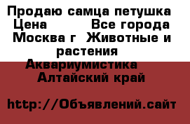 Продаю самца петушка › Цена ­ 700 - Все города, Москва г. Животные и растения » Аквариумистика   . Алтайский край